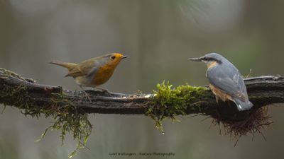 R6II9980-Roodborst en Boomklever.jpg
