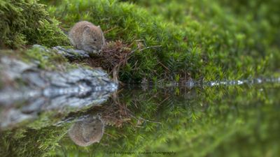 Rosse Woelmuis / Bank Vole