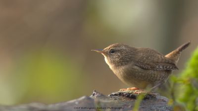 Winterkoning / Wren