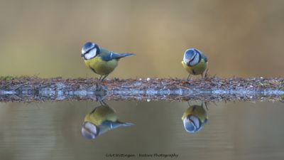Pimpelmees / Blue Tit