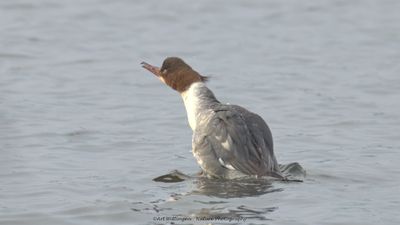 Mergus merganser / Grote Zaagbek / Goosander
