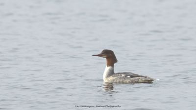 Grote Zaagbek / Goosander