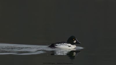 g13/55/947955/3/175143629.eddd8a6d.JPEG