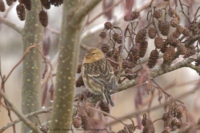 Linaria flavirostris / Frater / Twite
