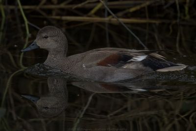 Krakeend / Gadwall