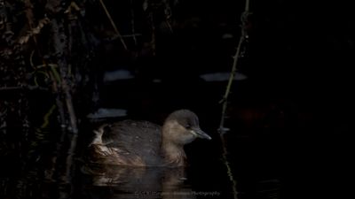 Dodaars / Little Grebe