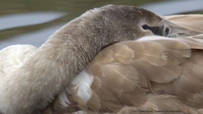Cygnus Olor / Knobbelzwaan / Mute Swan