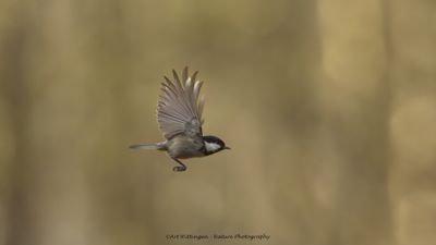 Zwarte mees / Coal Tit