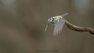Pimpelmees / Blue tit
