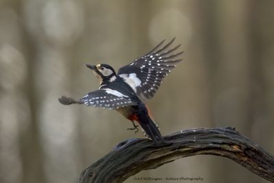 R6II3788-Grote Bonte Specht.jpg