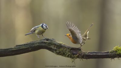 R6II3818-Roodborst en Pimpelmees.jpg