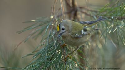 Goudhaan / Goldcrest