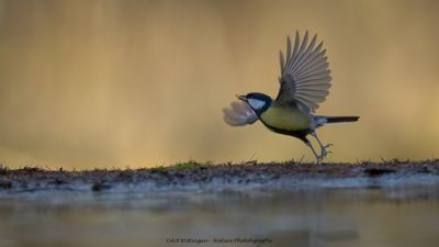 R6II4250-Koolmees.jpg