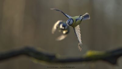 R6II4280-Pimpelmees.jpg