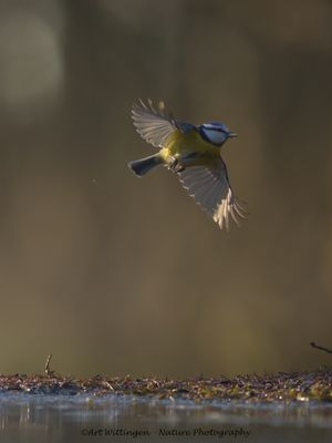 R6II4292-Pimpelmees.jpg