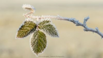 R6II5102-Braam blad met rijp.jpg