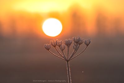 R6II4591 Sunrise.jpg