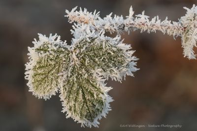 R6II4738-Bramenblad vorst.jpg