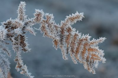 R6II4790-Varen vorst winter.jpg
