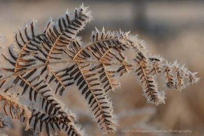 R6II4842-Varen vorst winter.jpg