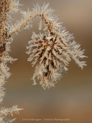 R6II4920-Ijskristallen.jpg