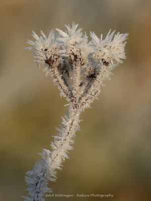 Other Nature