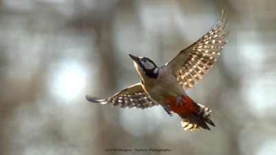 R6II5142-Grote Bonte Specht.jpg