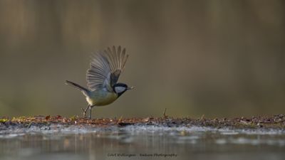 Parus Major / Koolmees / Great Tit