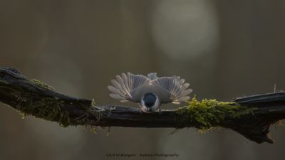 Glanskop / Marsh Tit