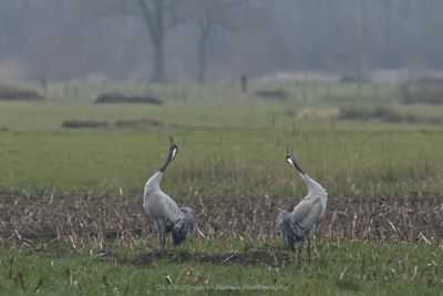Grus grus / Kraanvogel / Crane