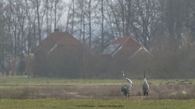 Kraanvogel / Crane