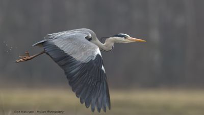 Ardea Cinerea / Blauwe Reiger / Grey Heron