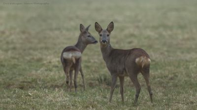 Capreolus capreolus / Ree / Roe Deer