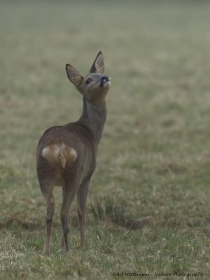Capreolus capreolus / Ree / Roe Deer