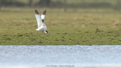 Kluut / Pied Avocet