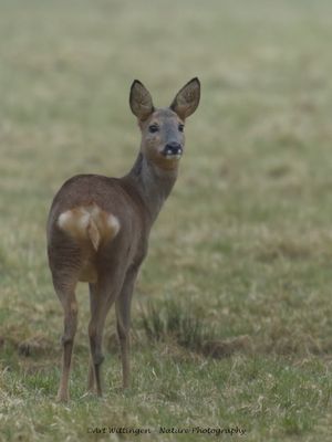 Capreolus capreolus / Ree / Roe Deer