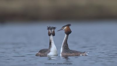 Podiceps Cristatus / Fuut / Great Crested Grebe