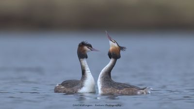Podiceps Cristatus / Fuut / Great Crested Grebe