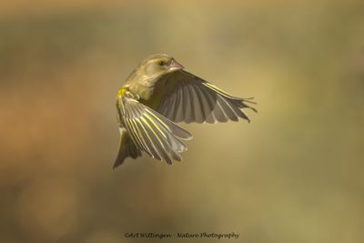 Chloris chloris / Groenling / European Greenfinch