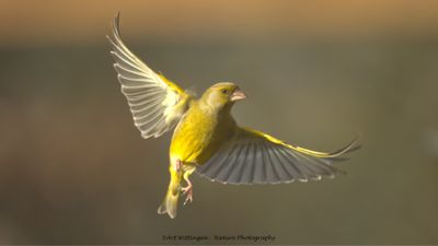 Chloris chloris / Groenling / European Greenfinch
