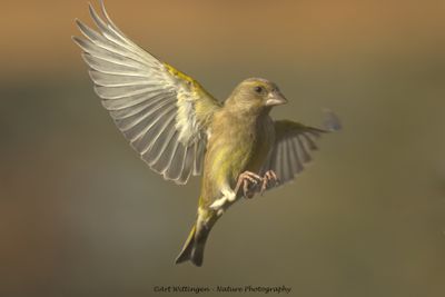 Chloris chloris / Groenling / European Greenfinch