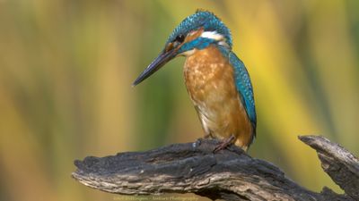 Alcedo atthis / IJsvogel / Kingfisher
