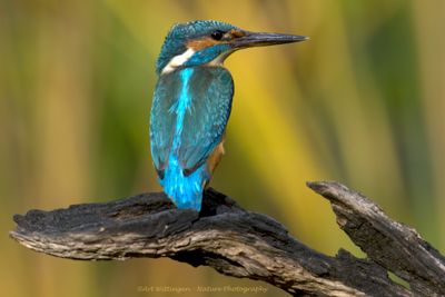 Alcedo atthis / IJsvogel / Kingfisher