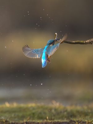 IJsvogel / Kingfisher