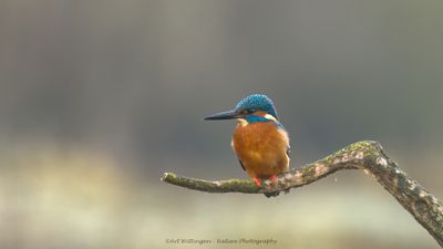 IJsvogel / Kingfisher