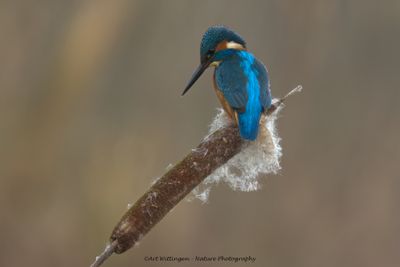 IJsvogel / Kingfisher