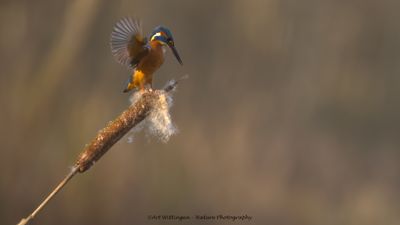 IJsvogel / Kingfisher