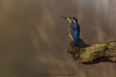 IJsvogel / Kingfisher