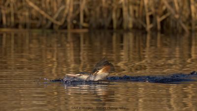 Podiceps Cristatus / Fuut / Great Crested Grebe