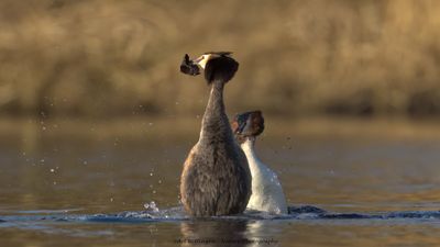 Podiceps Cristatus / Fuut / Great Crested Grebe